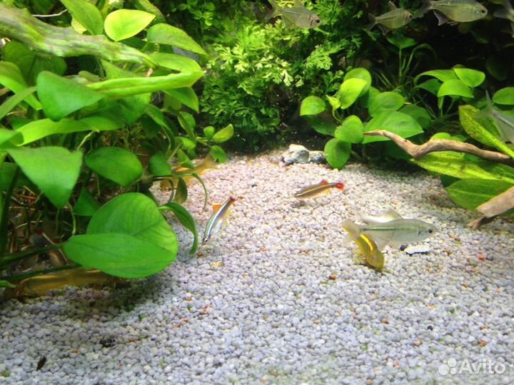 Рыбки микрорасбора бригитт и др. аквариумные
