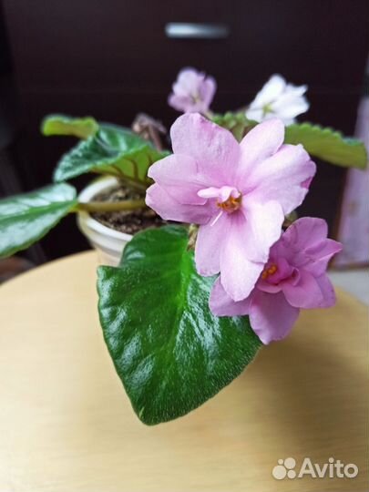 Сортовые фиалки (стартеры) сейчас цветут