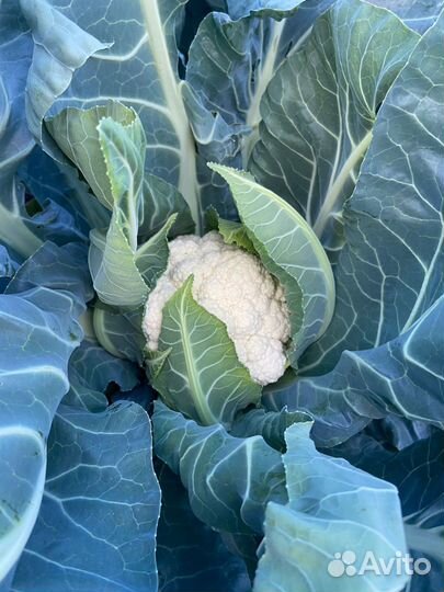 Цветная капуста