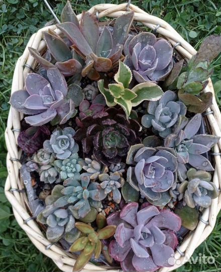 Суккуленты черенки Набором