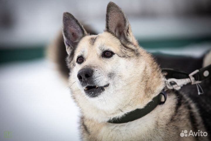 Собака ищет добрые и заботливые руки