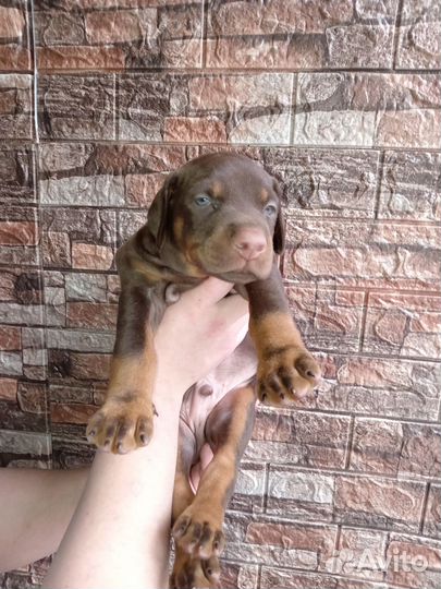 Доберман щенки
