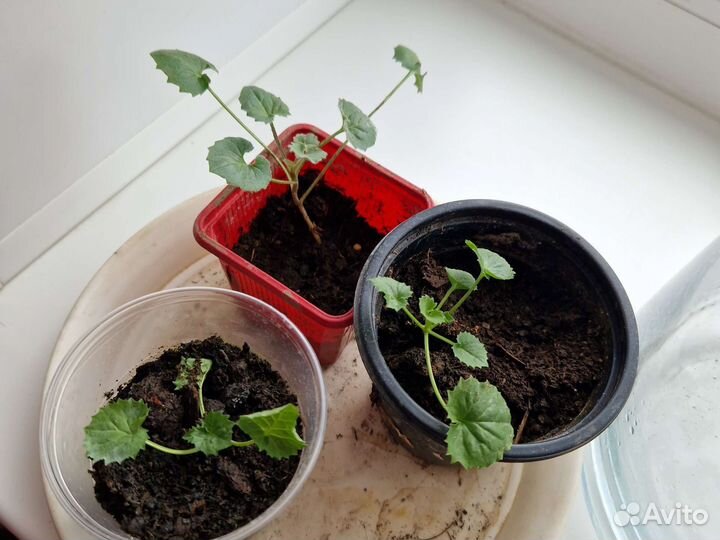 Цветы жених и невеста