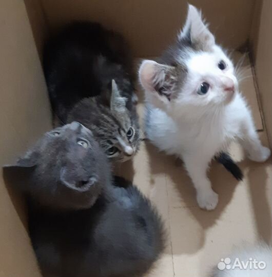 Котята в добрые руки
