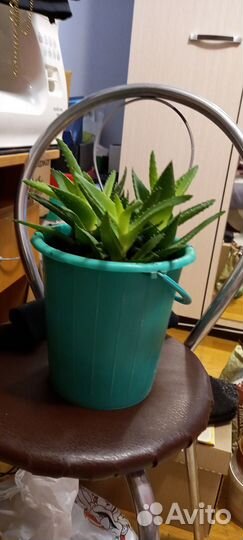 Продам алоэ вера