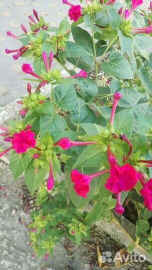 Мирабилис Ночная красавица смесь