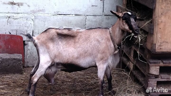 Продаю коз и козла