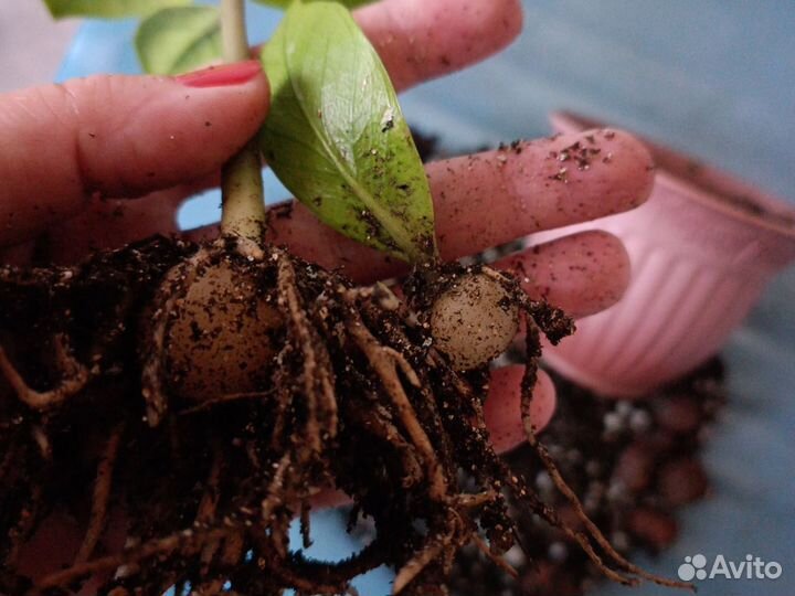 Замиокулькас