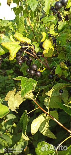 Черная смородина ягода свежая