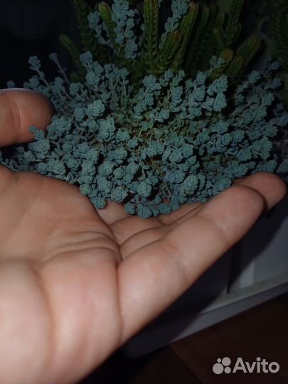 Суккуленты