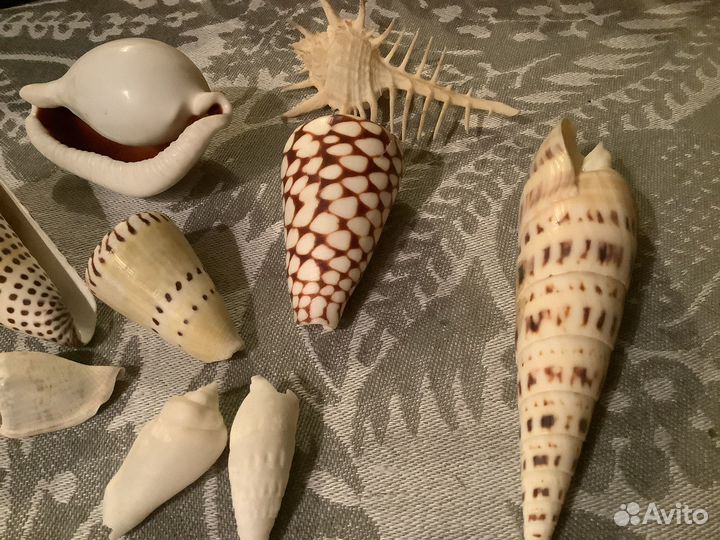 Морские раковины