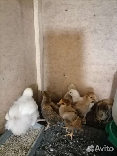 Цыплята породных кур несушек