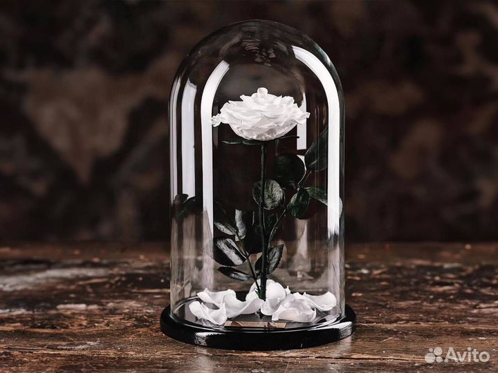 Роза в колбе Deluxe Белая