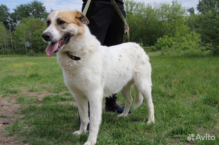 Собака красотка Скарлет в самые добрые руки