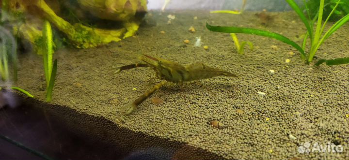 Кольцерукая креветка (макробрахиум)