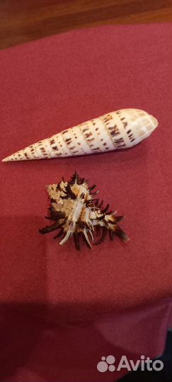 Коллекция морских ракушек