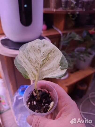 Сциндапсусы и эпипремнумы в ассортименте