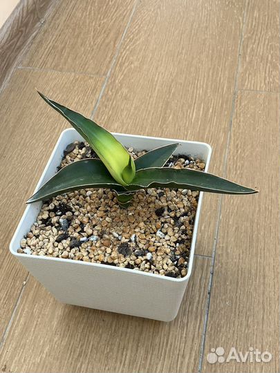 Сансевиерия Звездная Канарейка, Уитни