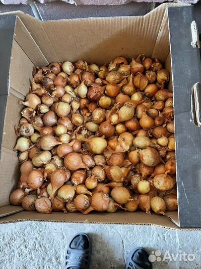 Продам севок Бессоновский