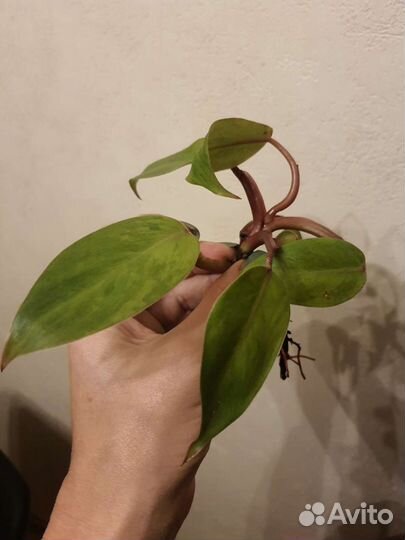 Филодендрон Медуза