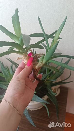 Алоэ вера лечебный