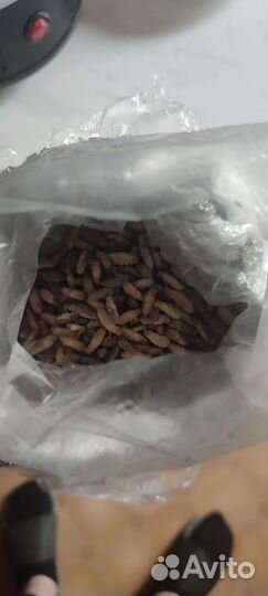 Сверчки кормовые