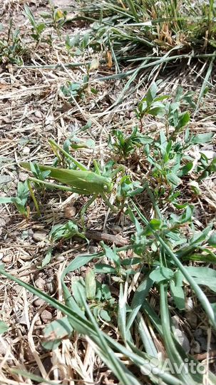 Дрессированная Саранча Олег