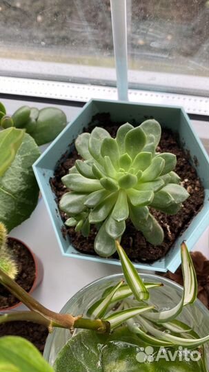 Кактусы и суккуленты