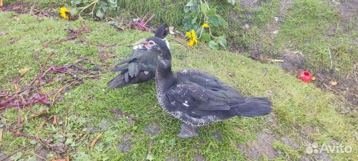 Продам уток