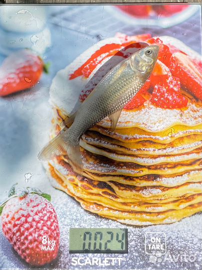 Зеркальный карп, амур малек, сеголетка