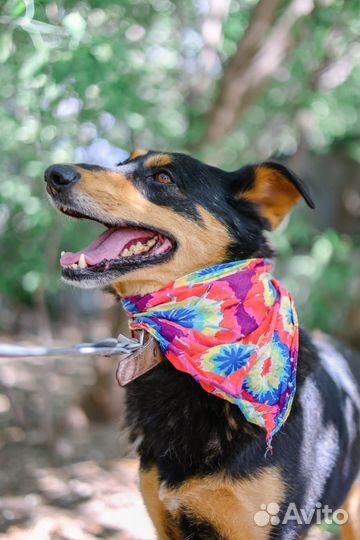 Красивый пёс из приюта станет лучшим компаньоном