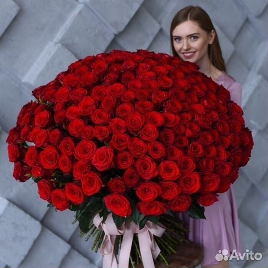 151 роза красная Высокие класса Премиум