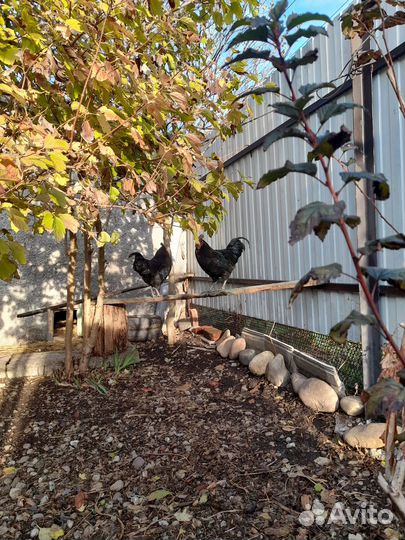 Петухи ухейилюй (4 мес) и виандоты (3 мес)