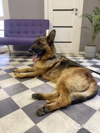 Собаке нужен дом