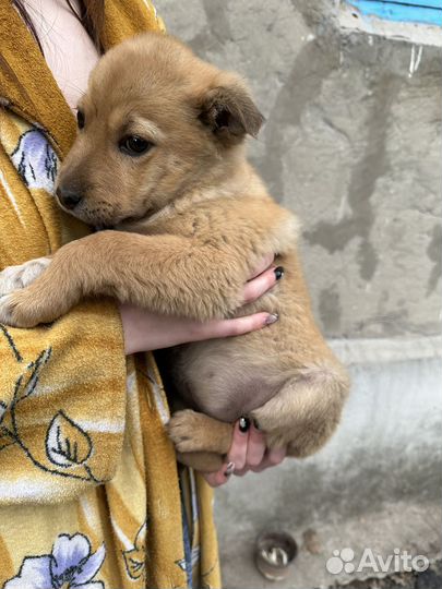 Собаки в добрые руки
