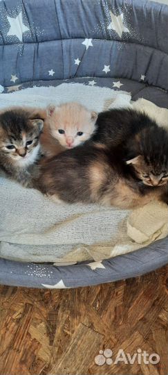 Котята в добрые руки 1 месяц