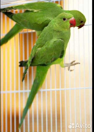 Птенцы ожерелового попугая