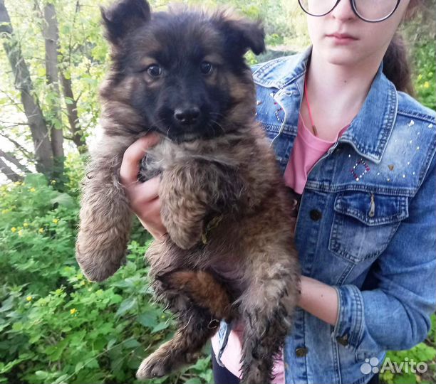 Щенки в добрые руки