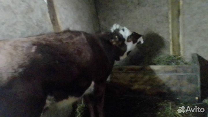 Продажа стальной тёлочки 1год 2месеца