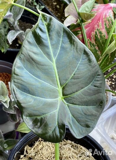 Алоказия Реверса, Синуата, Регал Шилдс, Ниндзя