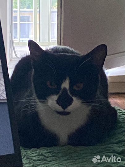 Отдам кошку в добрые руки