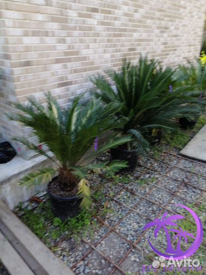 Пальма Цикас