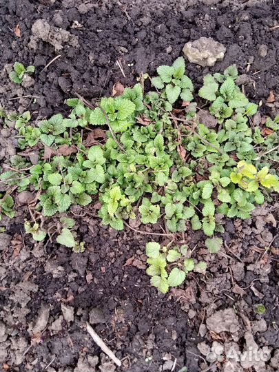 Тимьян, шалфей, мята, мелисса