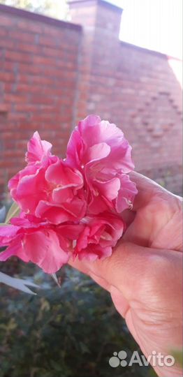 Олеандр (розовый махровый)