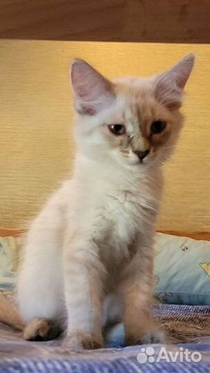 Шотландские прямоухие котята