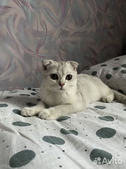 Шотландский вислоухий кот