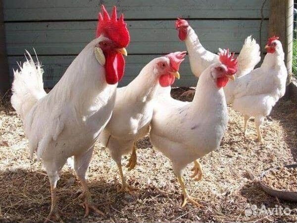 Продаю суточных породных цыплят Пушкинская