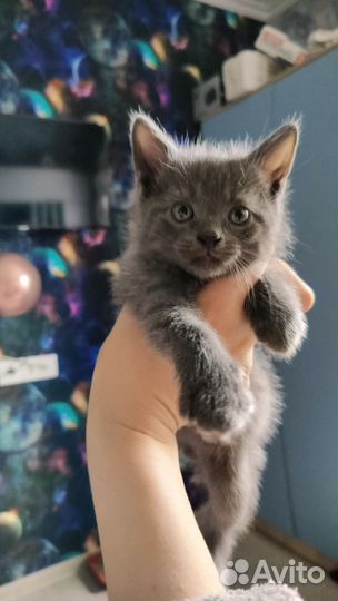 Котята