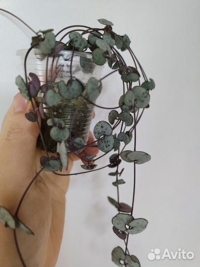 Ceropegia Silver Glory