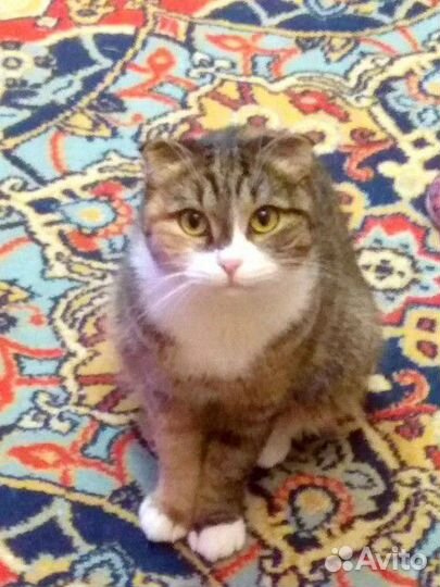 Шотландские